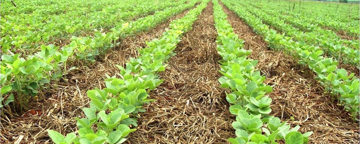 Plantas De Cobertura O Que São E Como Auxiliam A Produção Canal Agro Estadão 2745