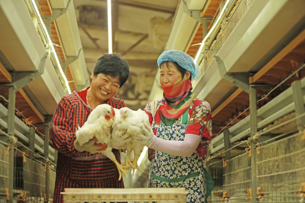 China deseja ser menos dependente da importação de carne, o que estimula a importação de soja para a manutenção da pecuária local. (Fonte: Shutterstock)