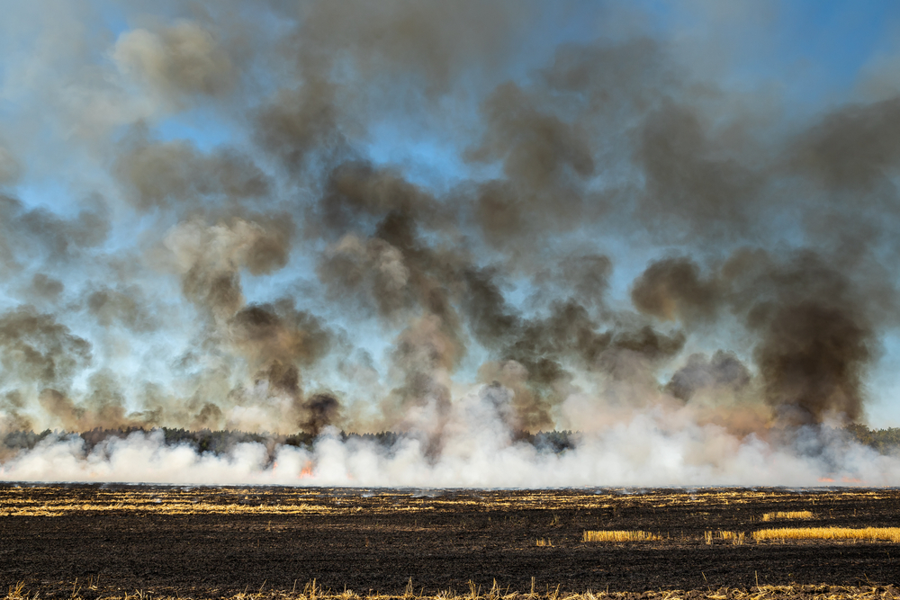 Empobrecimento do solo pelas queimadas pode estimular a pecuária extensiva no cinturão oeste do Brasil e, com isso, a demanda por soja. (Fonte: Shutterstock)