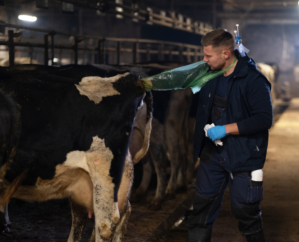 Garantir a gestação das vacas é importante para a manutenção do plantel. (Fonte: Shutterstock)