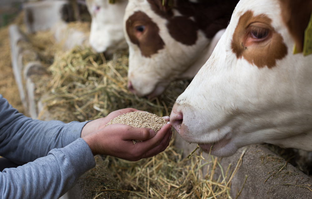 Alta de preços de ração dificulta produção pecuária. (Fonte: Shutterstock)