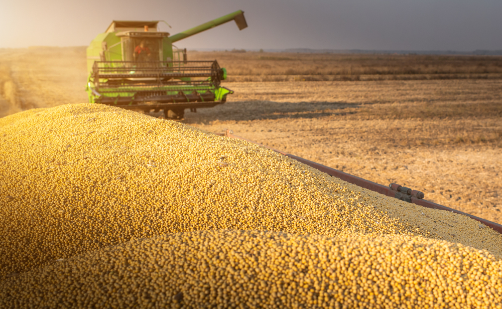 Brasil exporta US$ 141 milhões em soja para Reino Unido. (Fonte: Shutterstock)