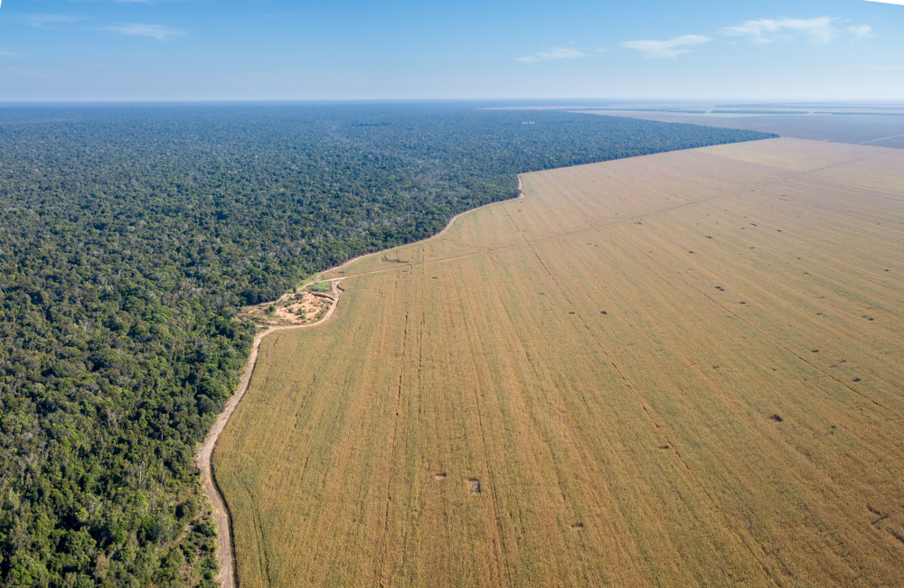 Nos últimos dois anos, desmatamento na Amazônia acelerou, segundo dados de satélite fornecidos pelo Inpe. (Fonte: Shutterstock)