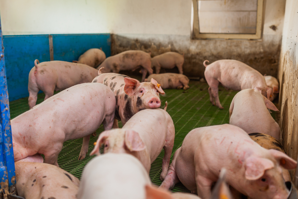 Aumento no preço das rações e mercado de carne estável prejudica suinocultura (Fonte: Shutterstock)