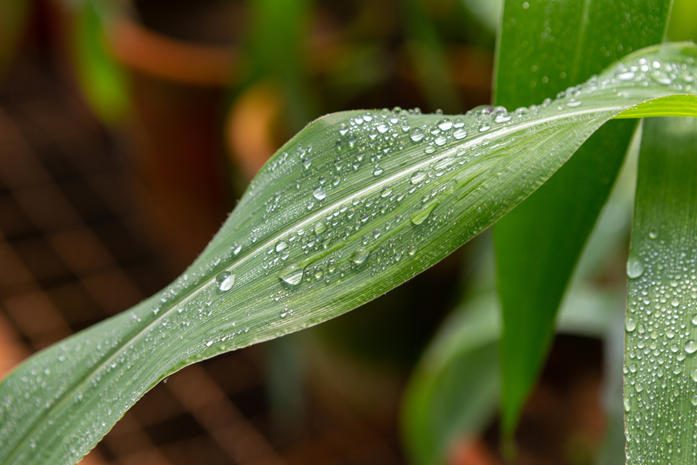 Melhoria da umidade ajudou o Mato Grosso avançar no plantio da safra 2020/21 de soja. (Fonte: Shutterstock)