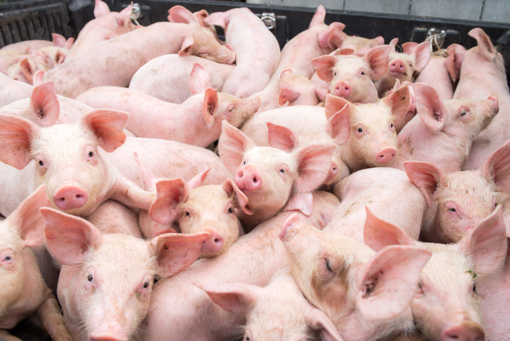 Plantel de porcos na China está se recuperando mais rápido do que o esperado e deve pressionar demanda de soja e milho. (Fonte: Shutterstock)
