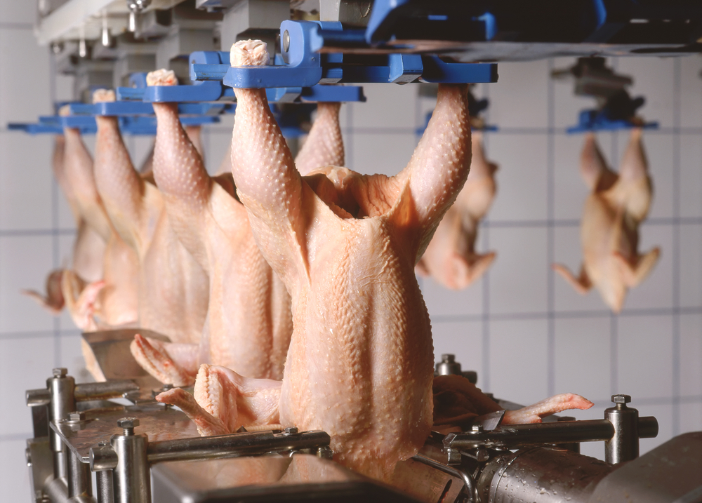 Sem utilizar contratos futuros, indústria de aves tem de reduzir produção para diminuir riscos. (Fonte: Shutterstock)
