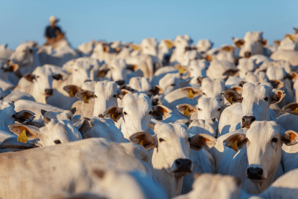 Preço do boi entenda as cotações e o histórico recente Canal Agro