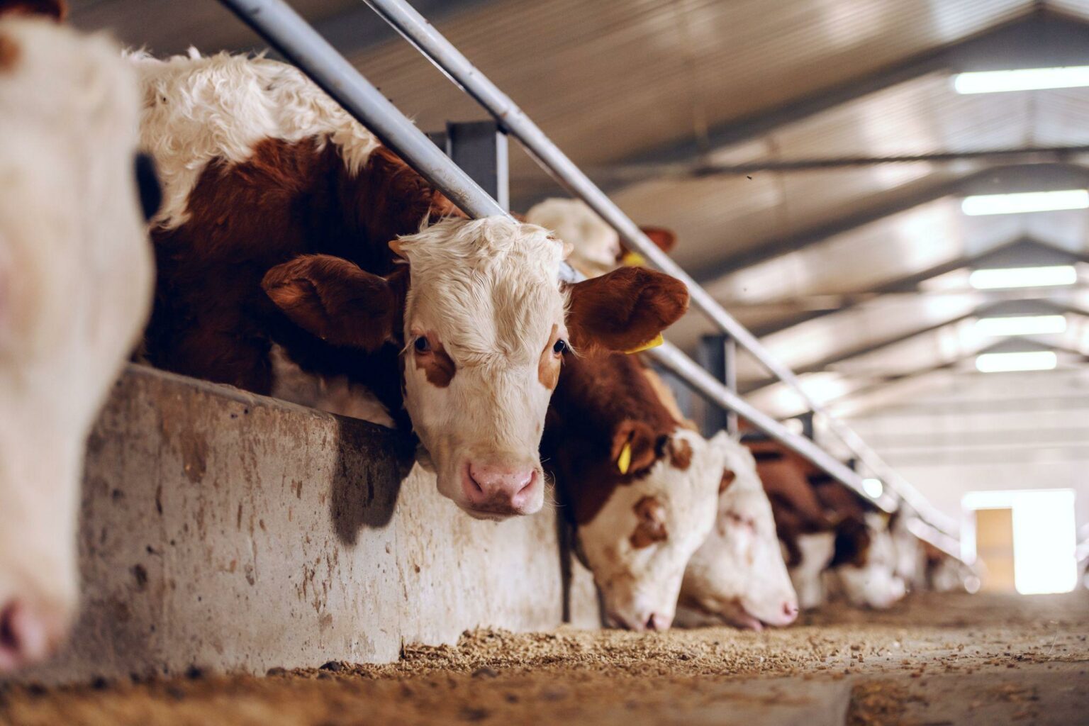 O que é estresse térmico em bovinos e como o evitar Canal Agro Estadão