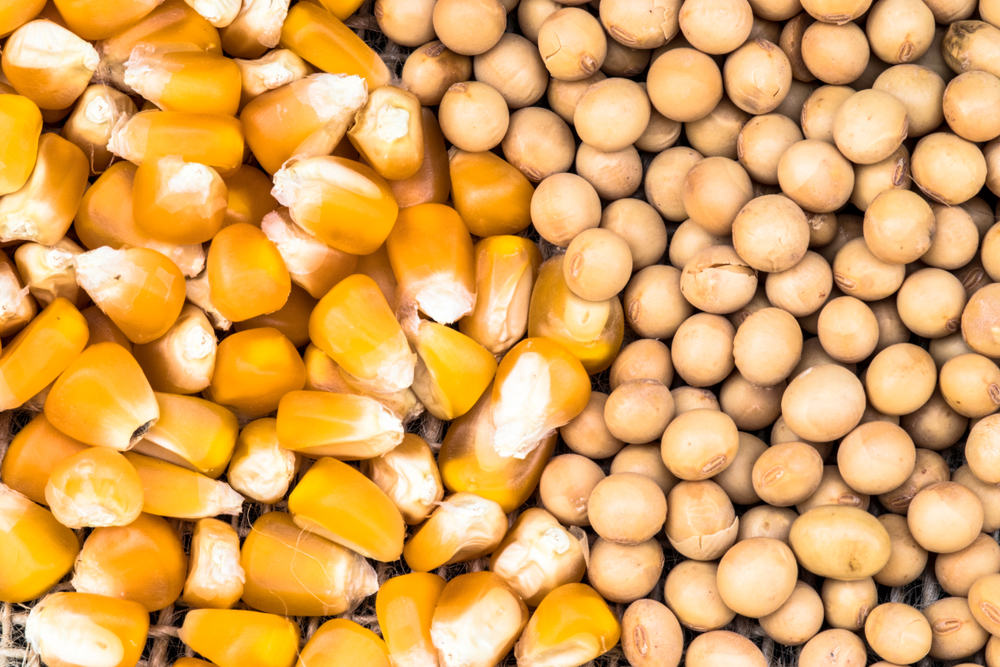 Demanda chinesa puxou a alta do preço da soja e do milho no mercado internacional. (Fonte: Shutterstock/Alf Ribeiro/Reprodução)