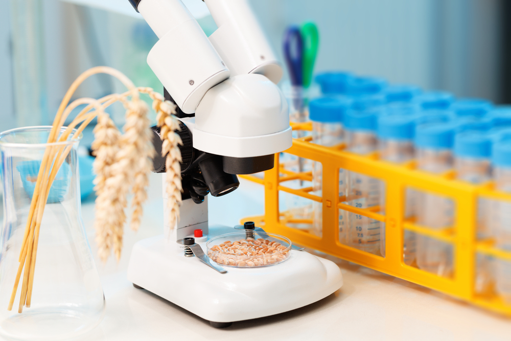 Semente modificada geneticamente promete aumentar a produção de cereal em meio a falta de água. (Fonte: Shutterstock/luchschenF/Reprodução)