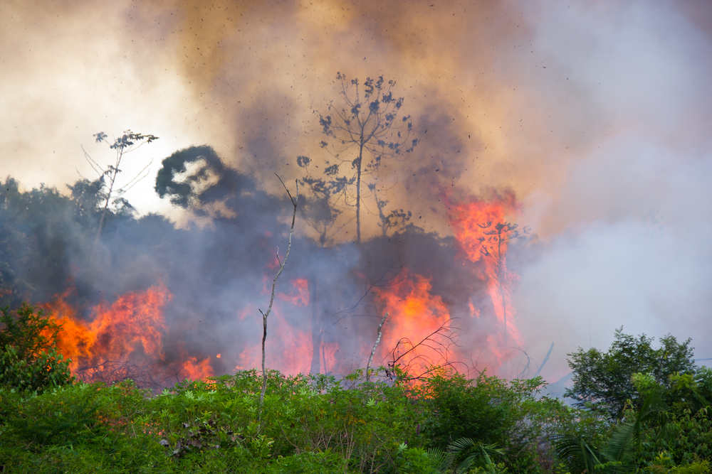 Amazônia se tornou grande emissora de gases de efeito estufa por conta das queimadas. (Fonte: Shutterstock/Pedarilhosbr/Reprodução)