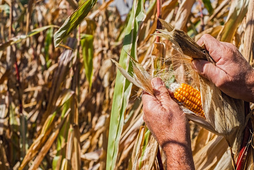 Problemas climáticos prejudicaram produtividade do milho. (Fonte: Shutterstock/Roberto Sorin/Reprodução)