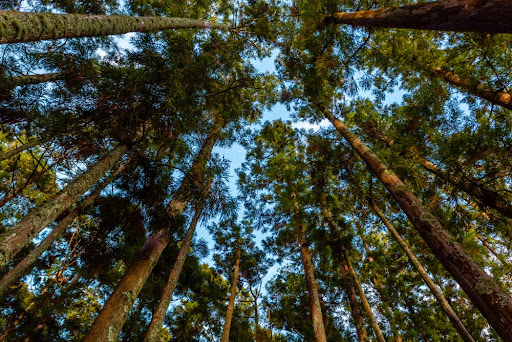 Sequestro de carbono por árvores preservadas em propriedades rurais pode gerar recursos extras para agricultores. (Fonte: Shutterstock/Fsolipa/Reprodução)
