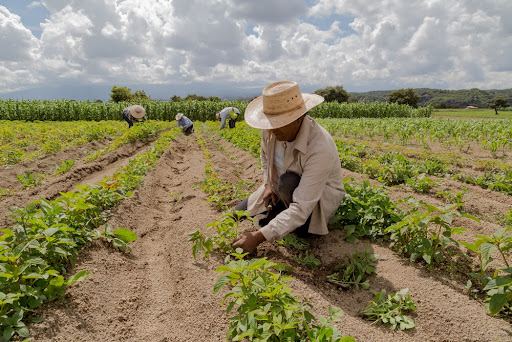 A agricultura foi a maior geradora de novos postos de trabalho do agronegócio no mês de junho. (Fonte: Shutterstock/Nailotl/Reprodução)