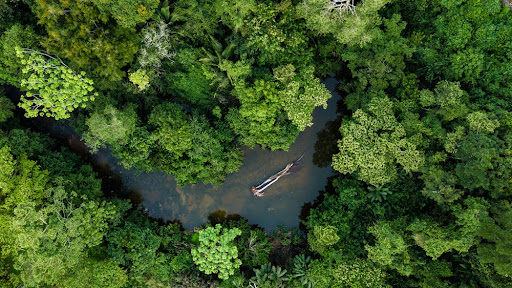 Sustentabilidade com o Google: ajudando a preservar a Amazônia e a