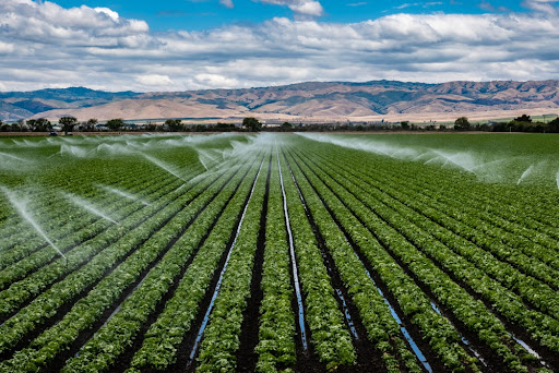 Substituição de irrigação de fluxo contínuo por técnica de gotejamento pode economizar até 50% de água na propriedade rural. (Fonte: Shutterstock/David A Litman/Reprodução)