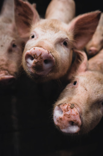 Preço da carne de porco deve subir para o consumidor. (Fonte: Kenneth Schipper Vera/Unplash/Reprodução)