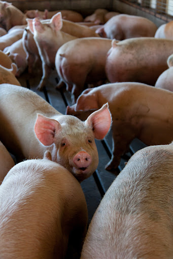 Diminuição do consumo e aumento do custo de produção impactam preço da carne de porco. (Fonte: Mark Stebnicki/Unsplash/Reprodução)