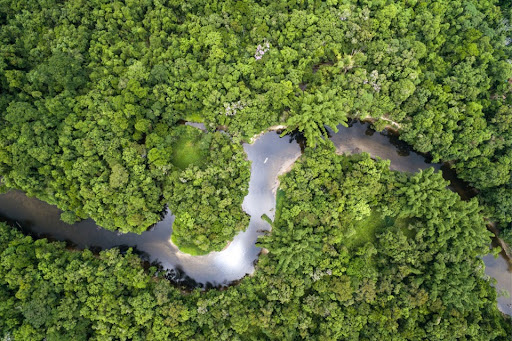 JBS quer arrecadar R$ 1 bilhão até 2030 para preservar a floresta amazônica. (Fonte: JBS/Reprodução)