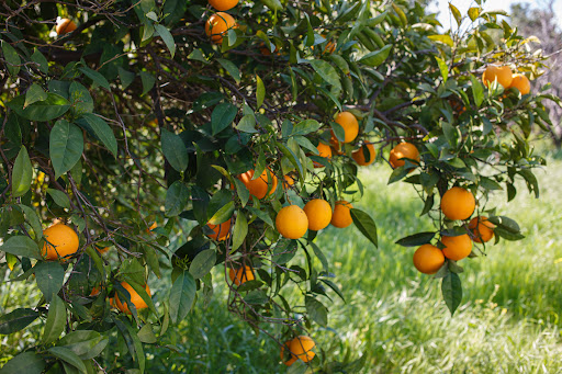 Cada pé de laranja pode produzir até 160 kg por safra. (Fonte: Milada Vigerova /Pexels/Reprodução)