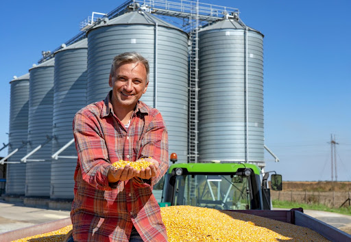 Safra recorde atenderá a crescimento de consumo interno e exportações e aumentará os estoques de milho, estima Conab. (Fonte: Shutterstock/RGtimeline/Reprodução)
