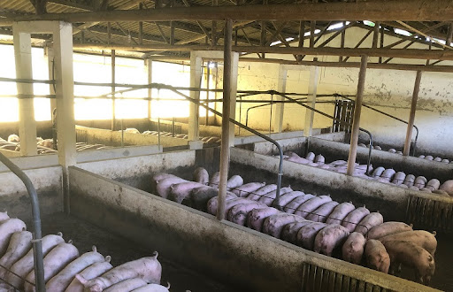 PSA chega a matar 90% dos porcos em granjas contaminadas. (Fonte: Barbara Barbosa/Pexels/Reprodução)