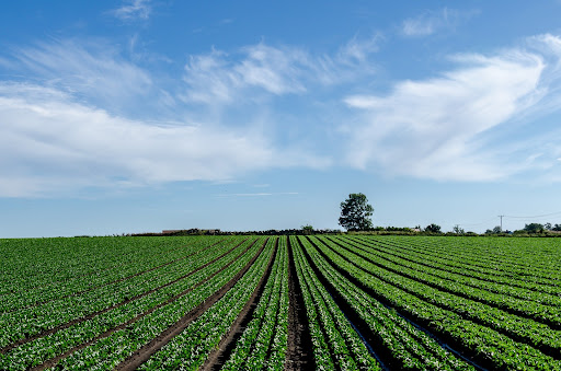 Produtividade no campo: gesso tem alto custo-benefício comparado a outros fertilizantes. (Fonte: Pexels)