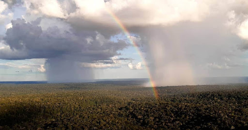 Chuva que cai na Amazônia retorna para a atmosfera pela evapotranspiração de árvores. (Fonte: André Luís Matos/Wikimedia/Reprodução)