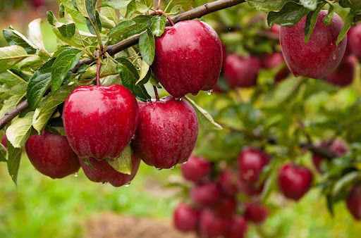 Demanda por maçã ainda está reduzida em razão da pandemia. (Fonte: Shutterstock/Serhii Hrebeniuk/Reprodução)