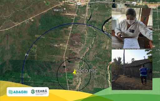 Foco de PSC foi encontrado em Marco por agentes de defesa agropecuária do Ceará. (Imagem: Governo do Ceará/Reprodução)