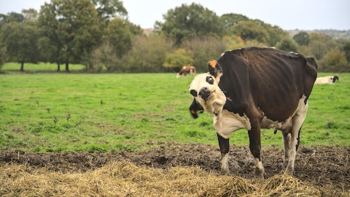 Irritabilidade pode ser um sinal do mal da “vaca louca”. (Fonte: Shutterstock/Joao Kermadec/Reprodução)