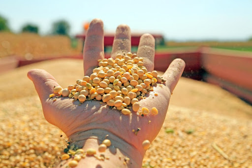 Produção de soja deve ser 6% maior do que no ano passado. (Fonte: smart.art/Shutterstock/Reprodução)