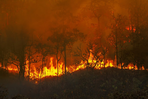 O mês de julho é o mais seco e quente na Amazônia, o que favorece a ocorrência de focos de incêndio. (Fonte: Shutterstock/Toa55/Reprodução)