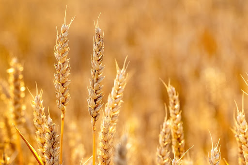 Trigo pode ser plantado em áreas ociosas na Região Sul durante o inverno como alternativa de grão para ração animal. (Fonte: Shutterstock/MVolodymyr/Reprodução)