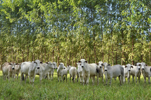 Sistema ILPF ajuda a pecuária a neutralizar a emissão de gases de efeito estufa. (Fonte: Embrapa/Fabiano Marques Dourado Bastos/Reprodução)
