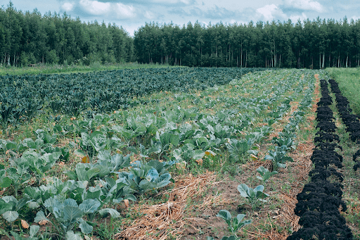 Morfología y comportamiento de las - Agricultura orgánica.