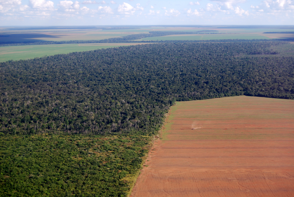 Sojicultura contribuiu para o desmatamento no Mato Grosso, aponta estudo. (Fonte: Frontpage/Shutterstock/Reprodução)