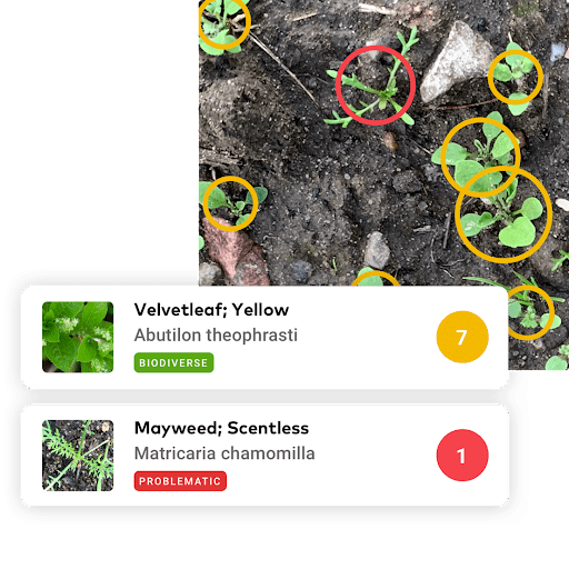 Aplicativo gratuito identifica plantas daninhas no campo. (Fonte: xarvio®/Reprodução)