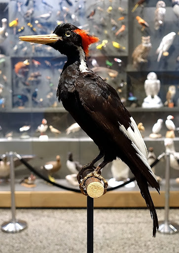 Pássaro que inspirou o Pica-Pau do desenho animado agora só pode ser visto empalhado em museu. (Fonte: Wikimedia/James St. John/Reprodução)