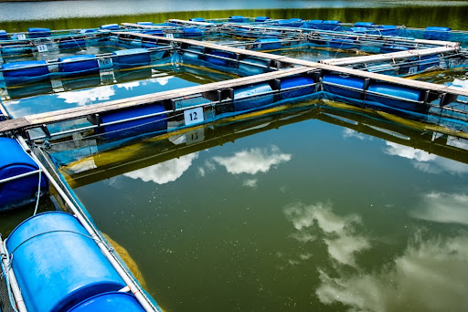 A água é o principal recurso natural utilizado na piscicultura. (Fonte: Shutterstock/rivermartin/Reprodução)