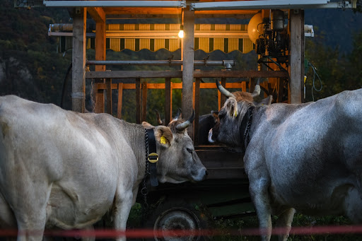 Caso de “vaca louca” no Brasil já foi dado como encerrado pela OIE, mas China mantém embargo (Imagem: carboxaldehyde/Pexels)
