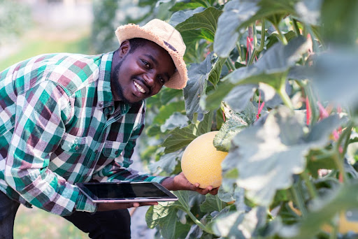 Cultivo de melão foi o responsável pelo maior número de empregos criados em agosto na agropecuária. (Fonte: Shutterstock/arrowsmith2/Reprodução)