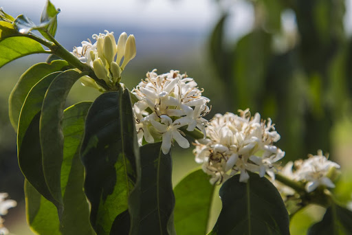 Chuvas no início da primavera favorecem florada nos cafezais, mas efeitos da estiagem e geadas dos últimos meses devem ser sentidos até 2023. (Fonte: Shutterstock/Felipe Zerbini/Reprodução)