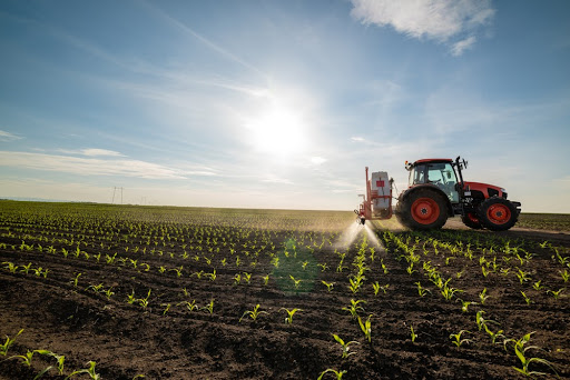 A aplicação de fertilizantes em plantação de milho com preço elevado impacta no valor da carne. (Fonte: maRRitch/Shutterstock/reprodução)