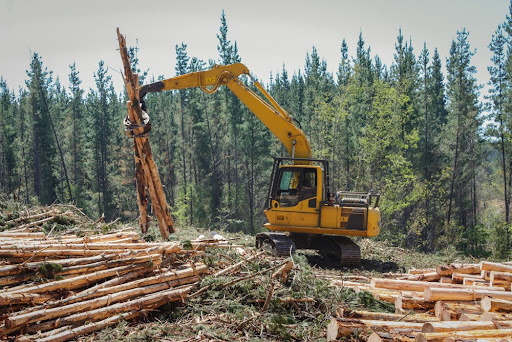 Extração de madeira é a principal atividade das áreas de silvicultura do Brasil. (Fonte: Gustavo Pereira Castro/Shutterstock)