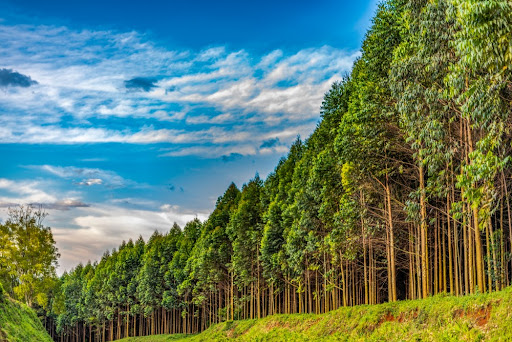 Quase o total das áreas de silvicultura no Brasil é ocupado por plantações de eucalipto. (Fonte: Jen Watson/Shutterstock)