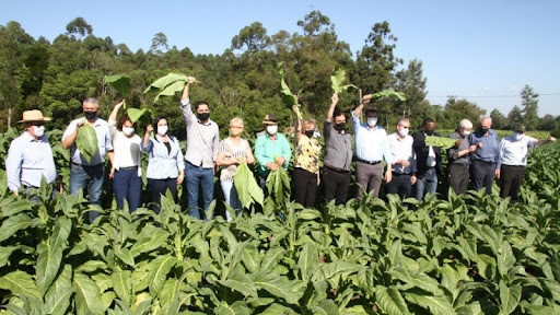 Evento de abertura da colheita do tabaco no município de Vale do Sol. (Fonte: Evandro Oliveira/Divulgação SEAPDR/Reprodução)