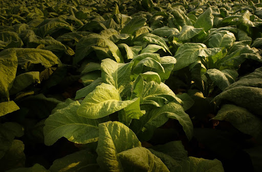 Plantação de tabaco. (Fonte: Shutterstock/Reprodução)