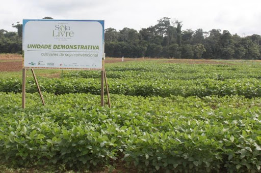 Embrapa mantém 13 unidades demonstrativas de soja convencional no Mato Grosso. (Fonte: Gabriel Faria/Embrapa/Reprodução)